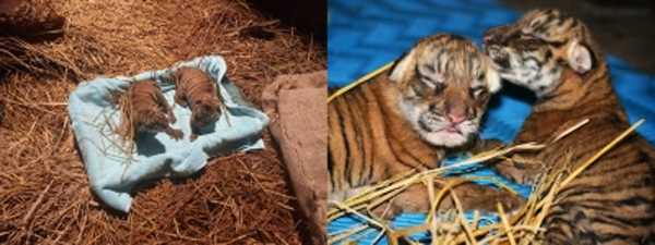 असम के चिड़ियाघर में पैदा हुए रॉयल बंगाल टाइगर के 2 शावक